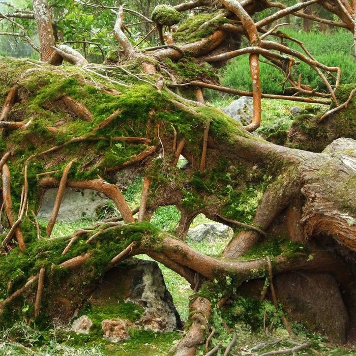 how-often-should-you-get-your-trees-trimmed-up-rooted-lawn-and